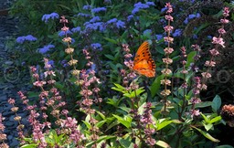 Buterfly_Garden