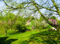 Early_April_backyard-5560-2