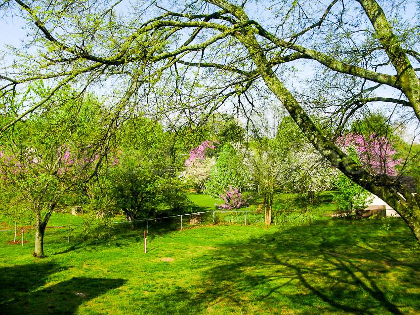 Early_April_backyard-5560-2