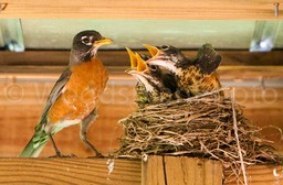 Early_May_7_2010_backyard_Birdies_feeding-8476-2