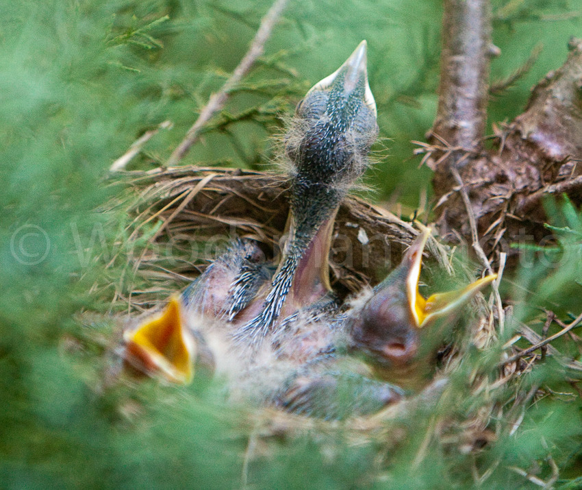 Early_May_7_2010_frontyard_Birdies-8459
