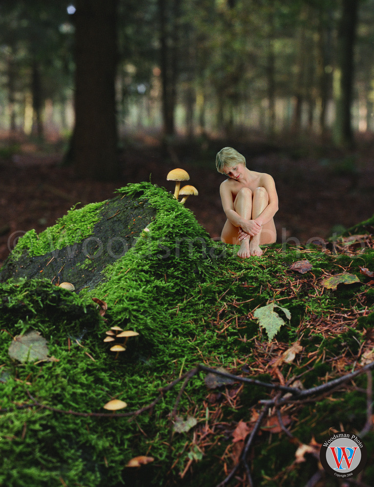 Enchanted_Forest_-_EO_wp