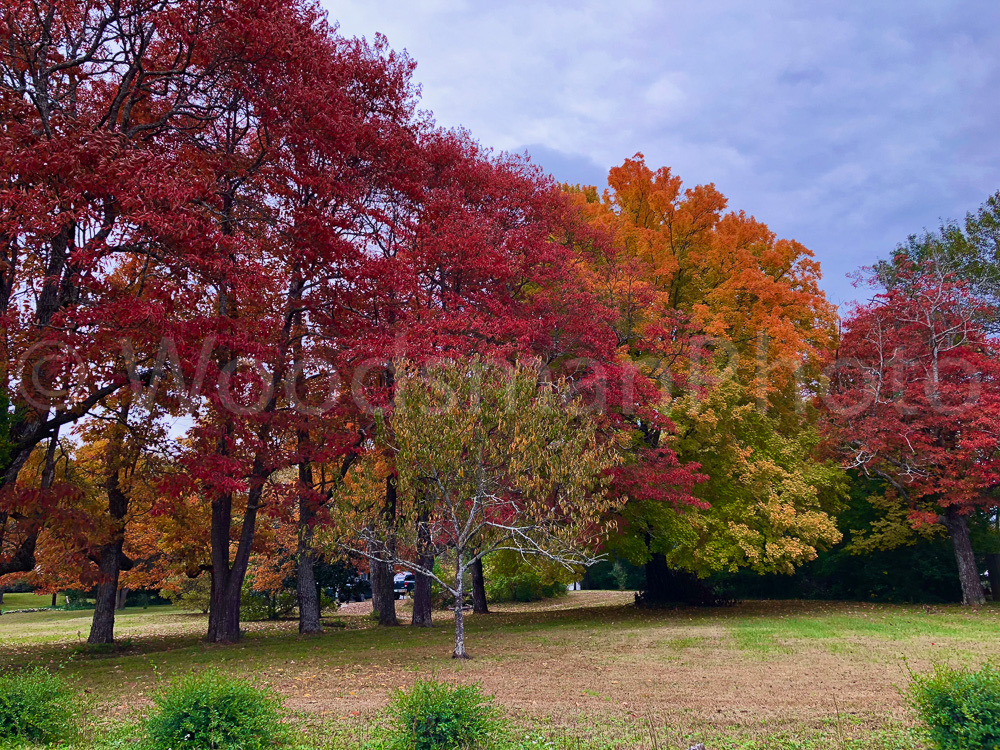 Fall_on_Fire