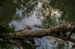 IMG_1017