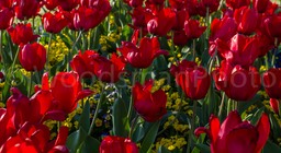IMG_8801-2