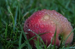 IMG_9851-2
