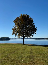 Lone Tree