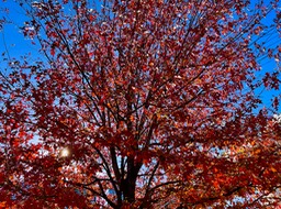Tree of Fire