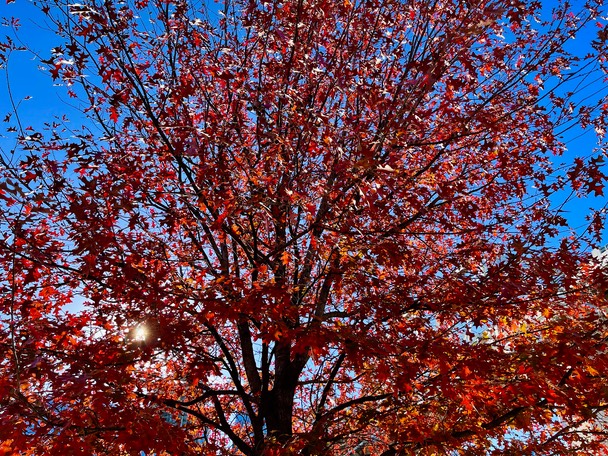 Tree of Fire