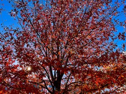 Tree_of_Fire