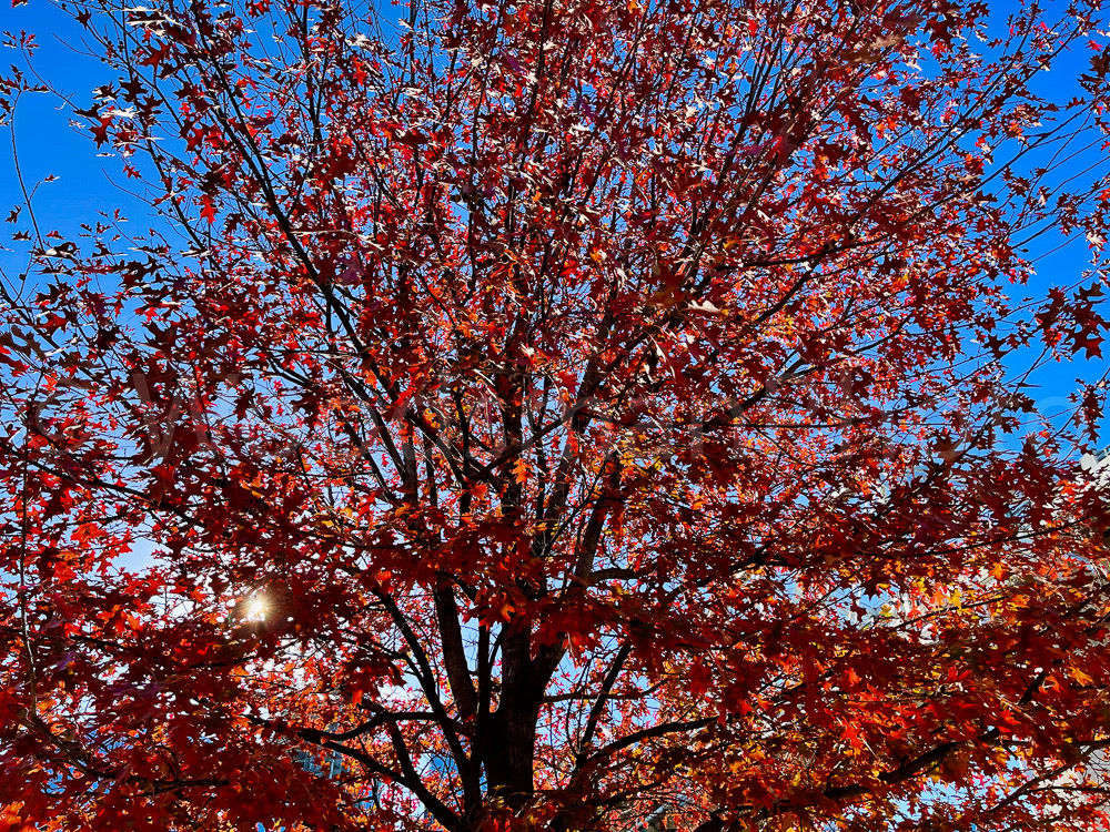 Tree_of_Fire